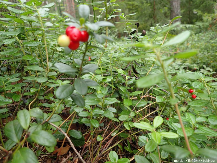 Выезд на природу или сюрприз для Джинни