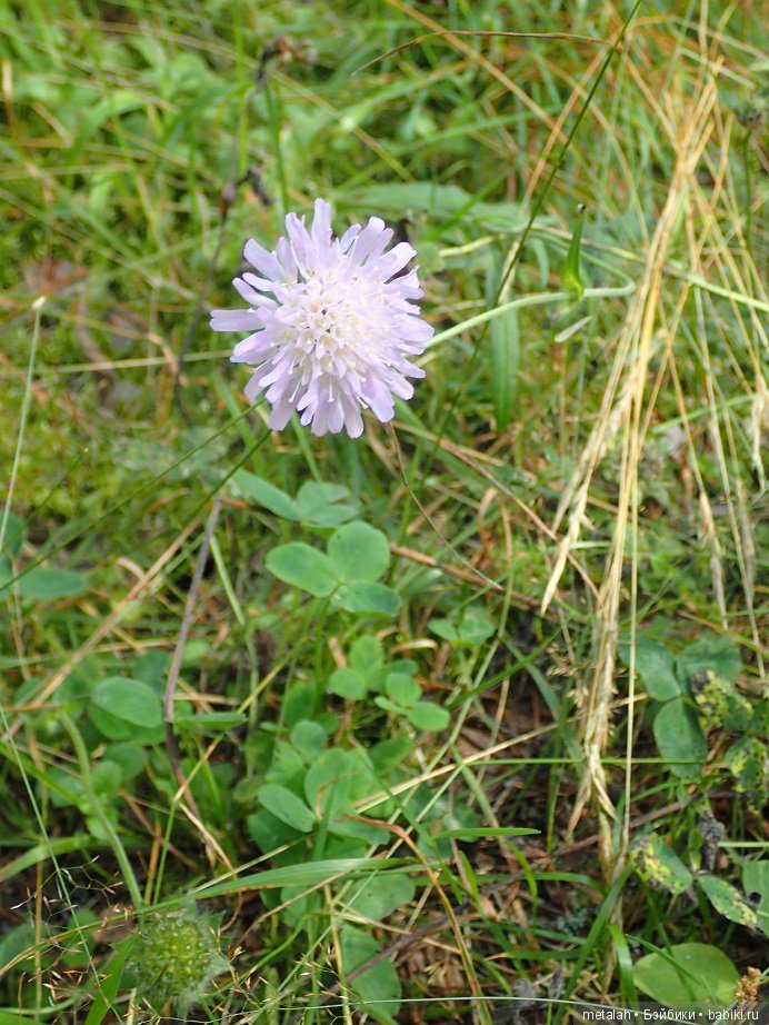Выезд на природу или сюрприз для Джинни (фото 9)
