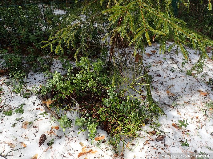 Локи на отдыхе или недовольные на природе (фото 4)
