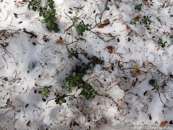 Локи на отдыхе или недовольные на природе (фото 3)