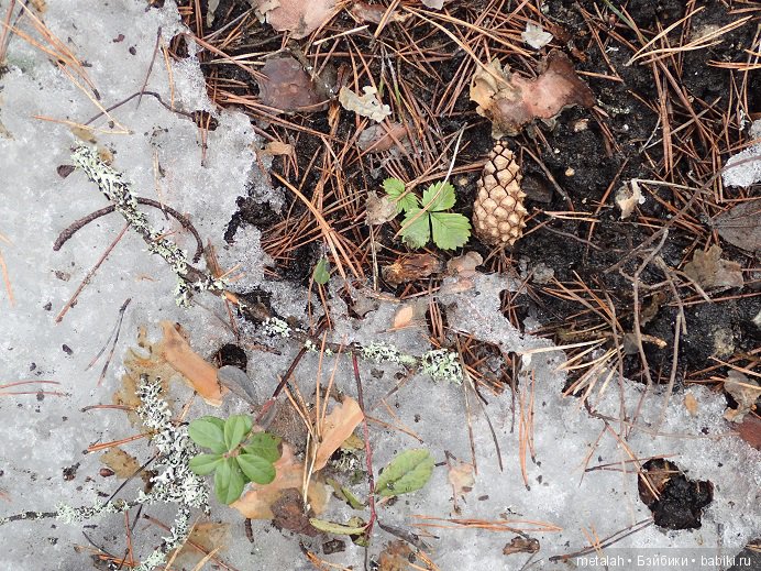 Локи на отдыхе или недовольные на природе (фото 5)