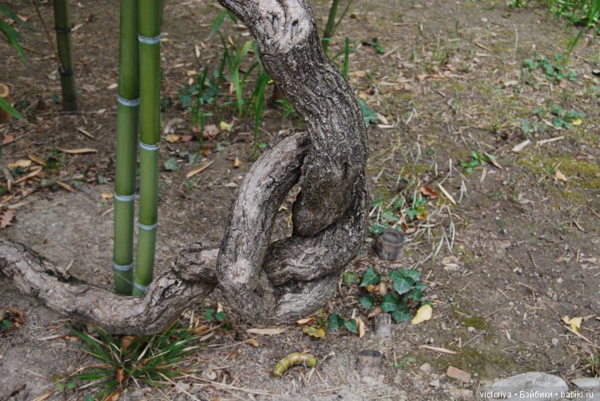 Мэри встречает весну в Грузии. Часть 4 - Кахетия