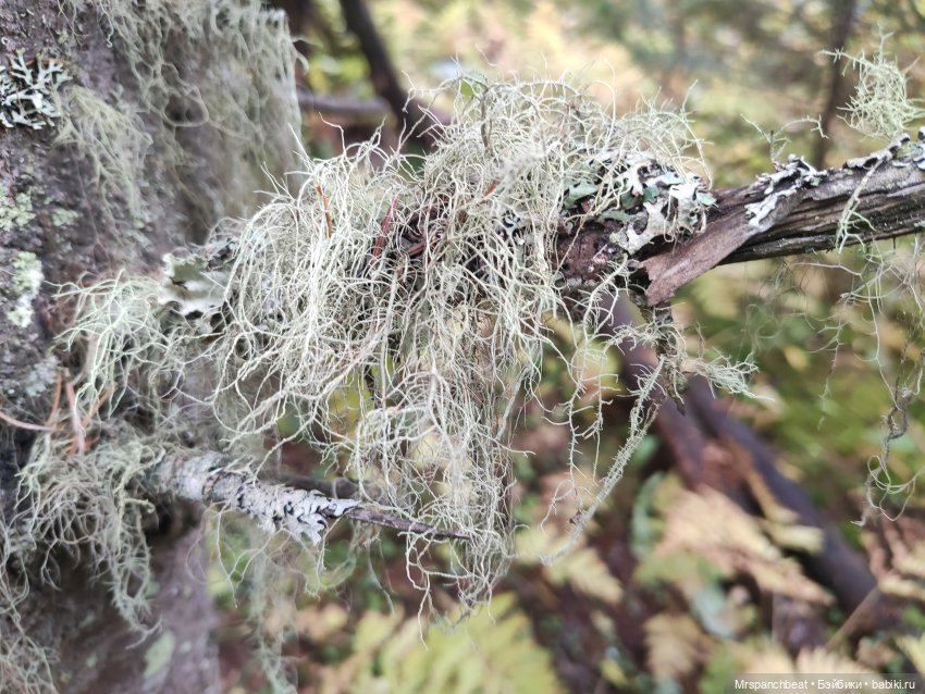 Наби - Путешествие на малую родину (фото 4)