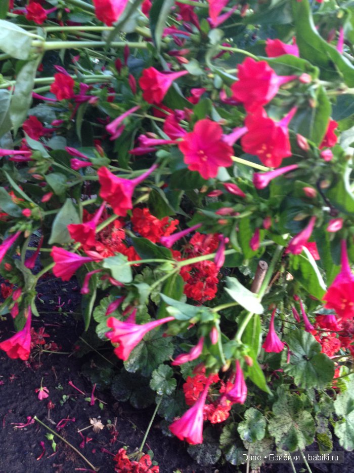 Цветы после дождя!