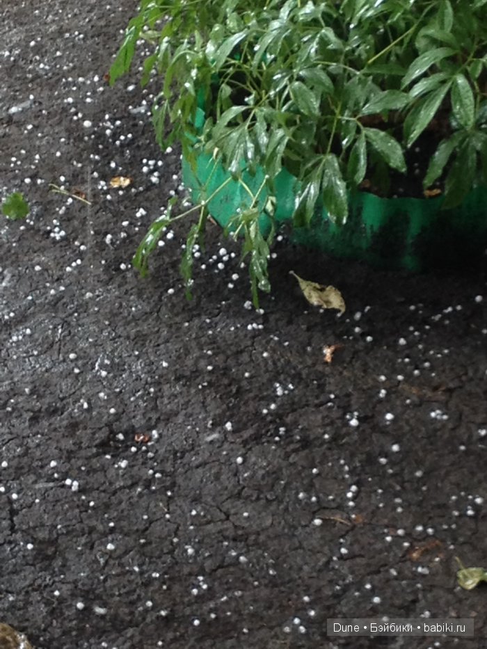 Тимоня на первой прогулке