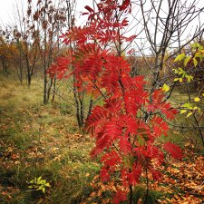 Яркая осень