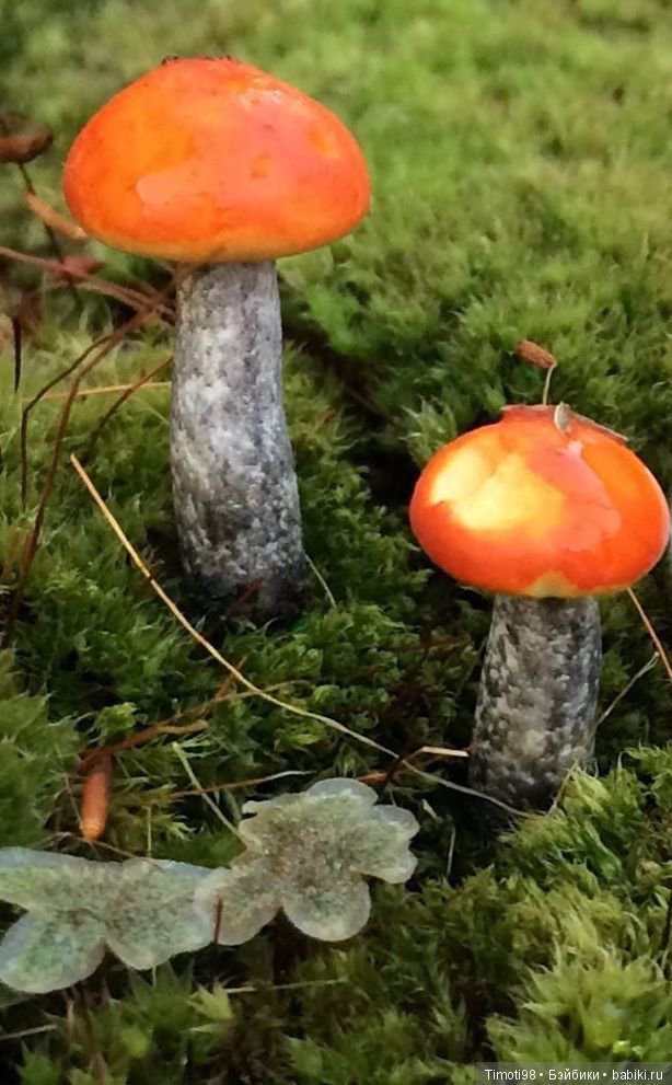 Как Ванька за грибами ходил (фото 5)