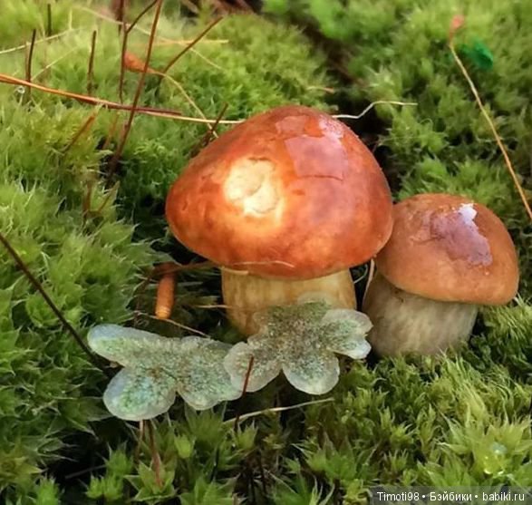 Как Ванька за грибами ходил (фото 2)