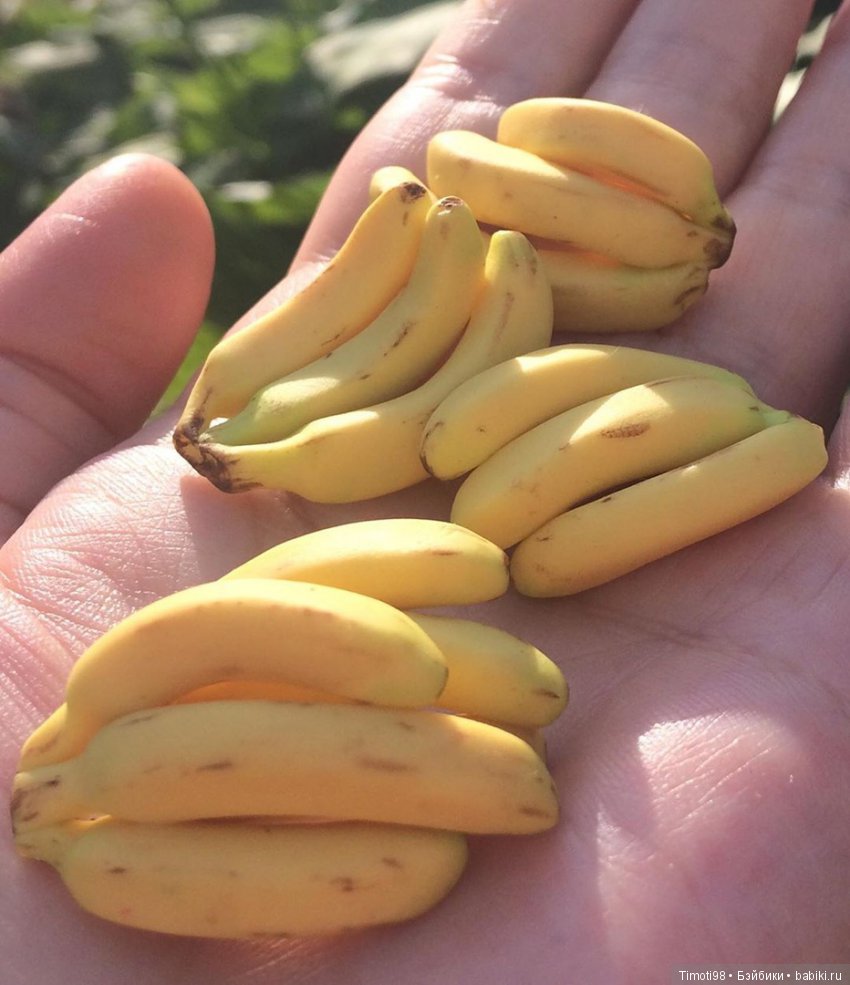 Фруктовый микс — Кукольная миниатюра своими руками: еда (фото 7)