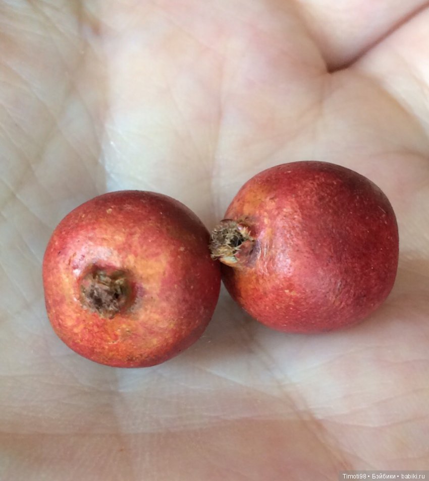 Фруктовый микс — Кукольная миниатюра своими руками: еда