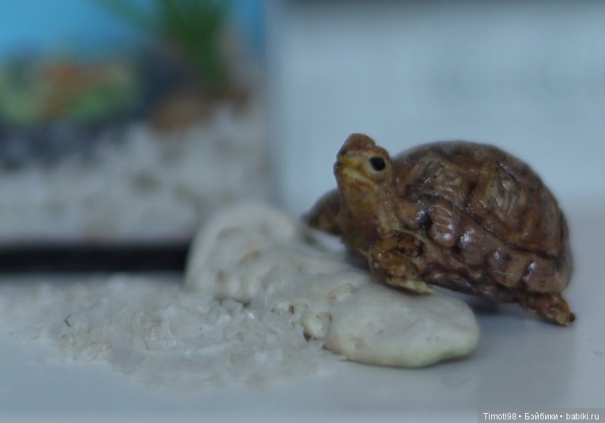 Шуша - крошечная домашняя черепашка