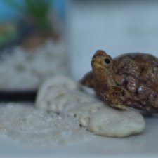 Шуша - крошечная домашняя черепашка