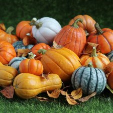 Тыквы. Яркие краски осени🍁🍁🍁