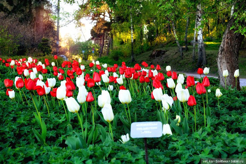А вот вам кусочек финского Сапокка (фото 2)