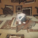 Cначала был мопс