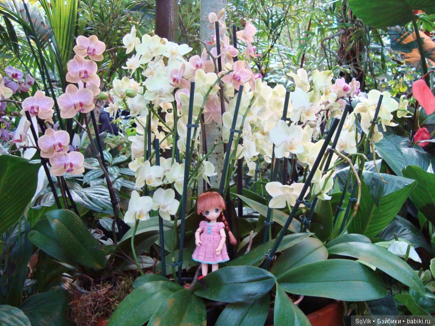 Как мы на выставку цветов ходили