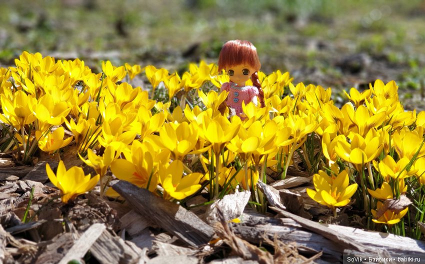 Как мы на выставку цветов ходили