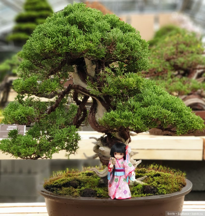 Как мы на выставку цветов ходили. Часть 2 (фото 10)