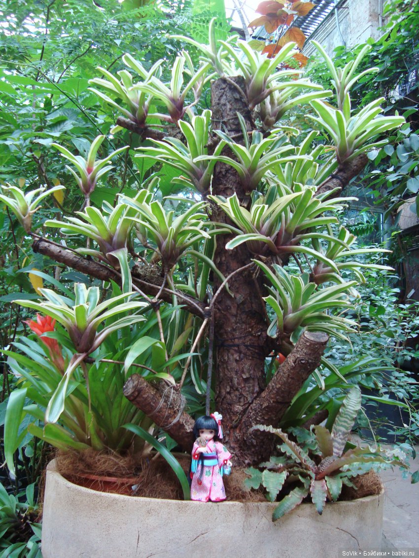 Как мы на выставку цветов ходили. Часть 2