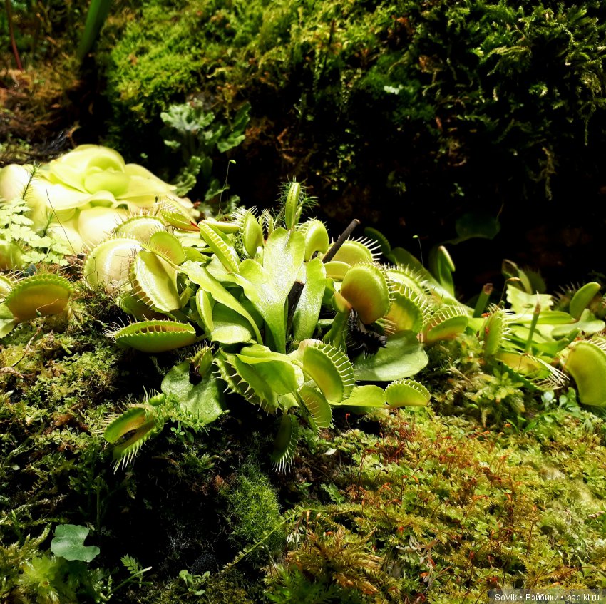 Кто куда, а я опять в Аптекарский огород. Ч.1
