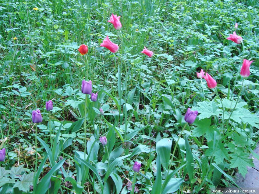 Кто куда, а я опять в Аптекарский огород. Ч.1