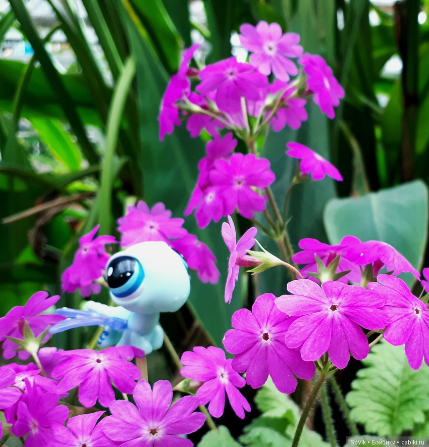 Кто куда, а я опять в Аптекарский огород. Ч.1