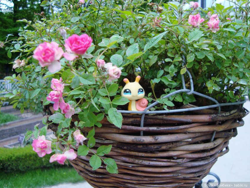 Кто куда, а я опять в Аптекарский огород. Ч.1 (фото 2)