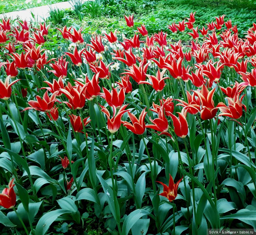 Кто куда, а я опять в Аптекарский огород. Ч.1