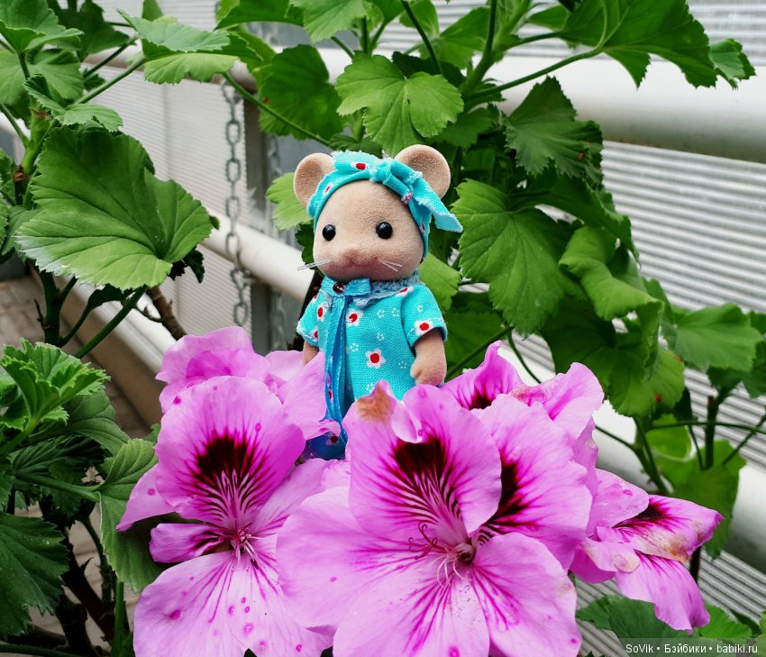 Кто куда, а я опять в Аптекарский огород. Ч.1