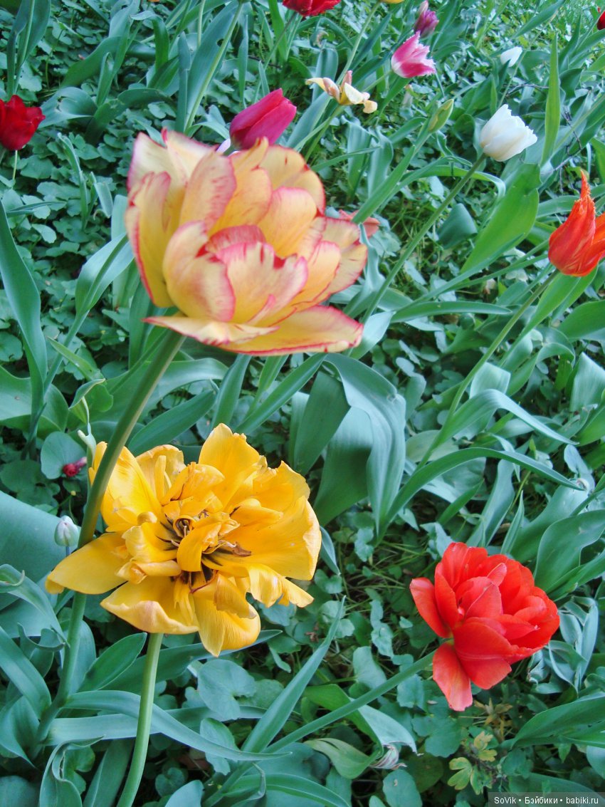 Кто куда, а я опять в Аптекарский огород. Ч.1