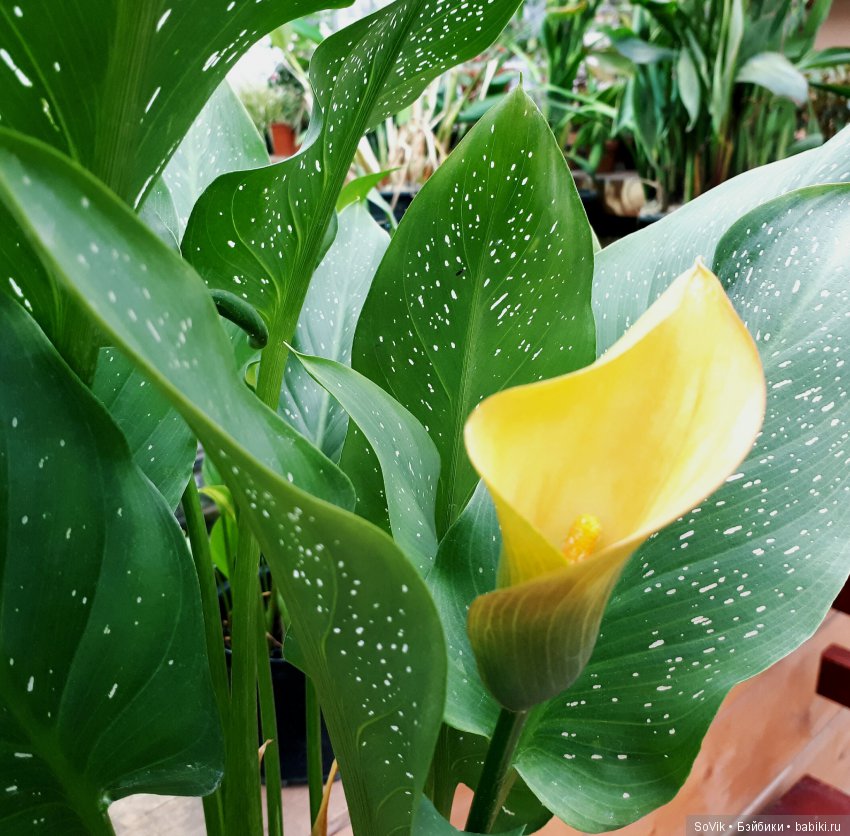 Кто куда, а я опять в Аптекарский огород. Ч.1