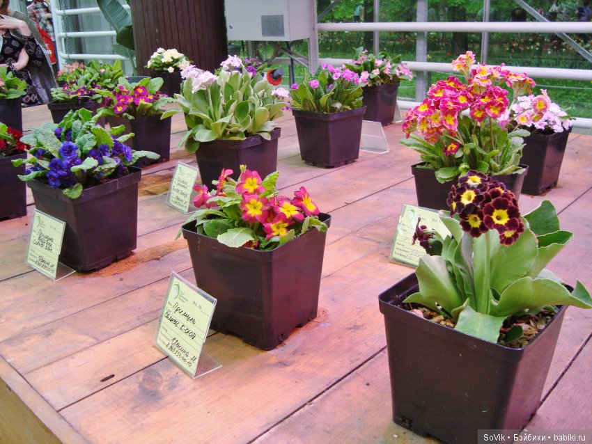 Кто куда, а я опять в Аптекарский огород. Ч.1 (фото 10)