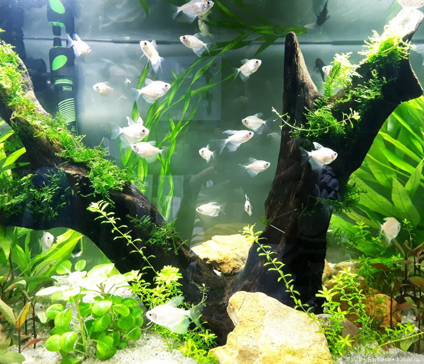 Кто куда, а я опять в Аптекарский огород. Ч.1