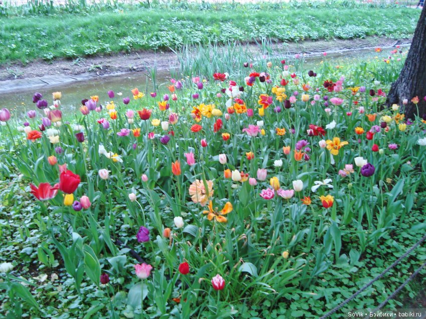 Кто куда, а я опять в Аптекарский огород. Ч.1