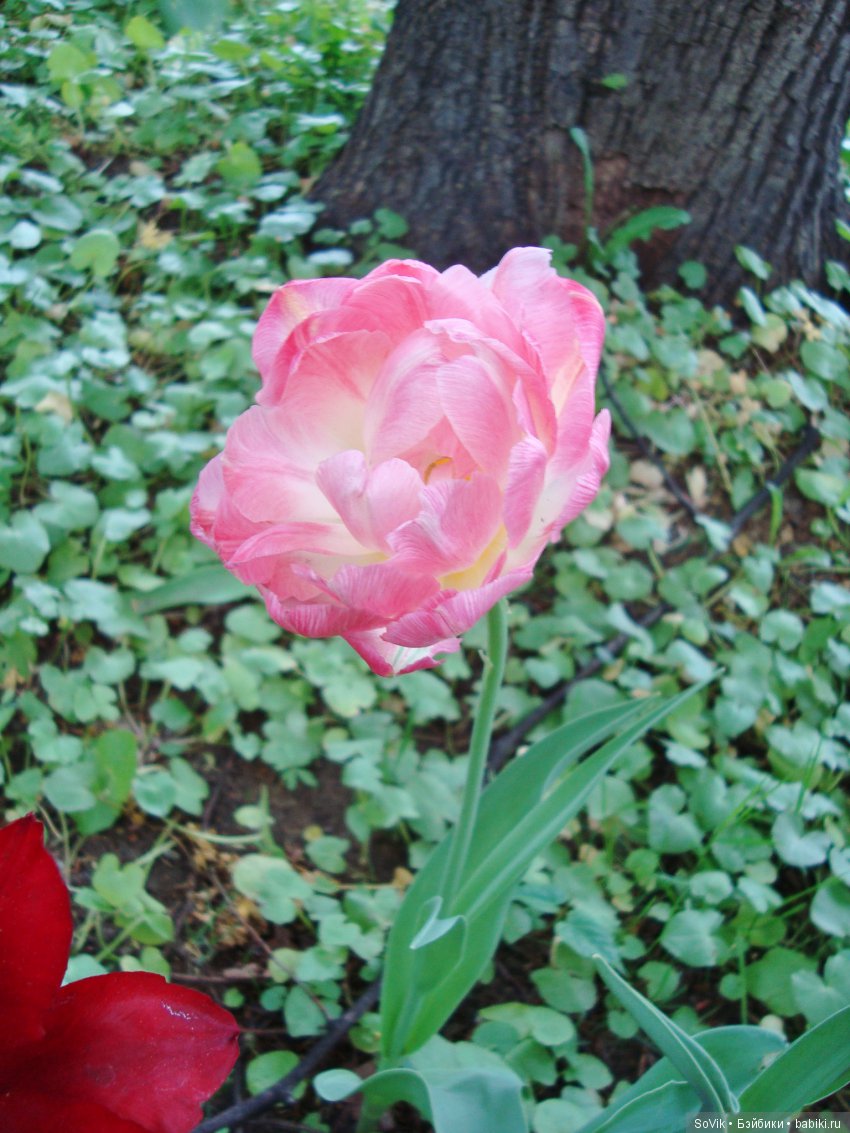 Кто куда, а я опять в Аптекарский огород. Ч.1