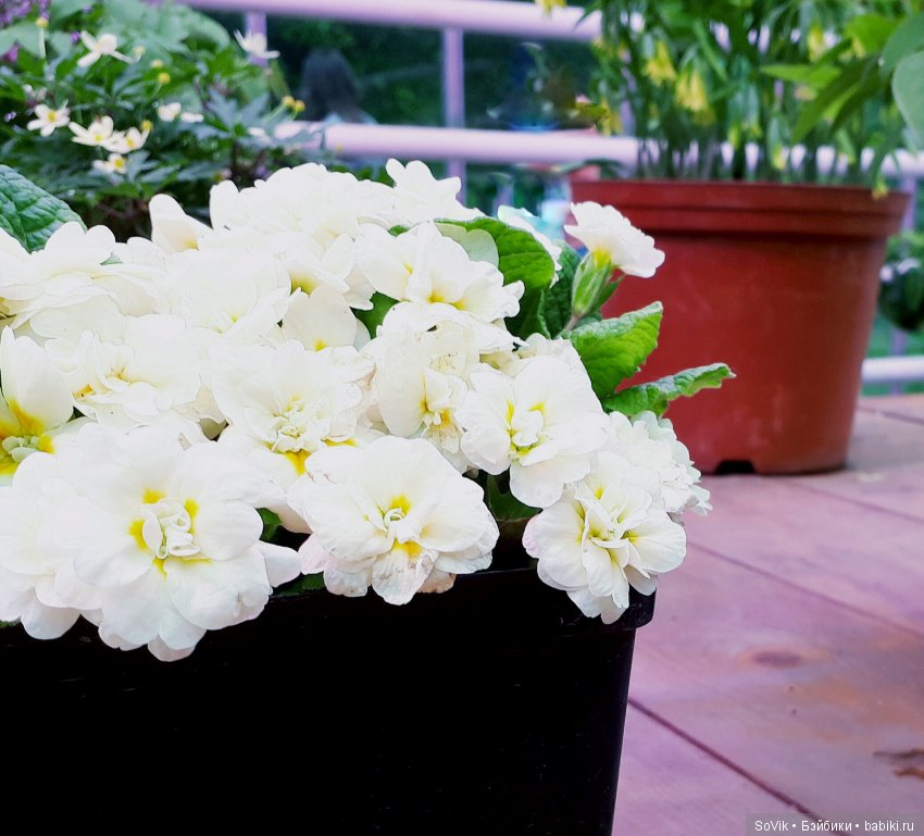 Кто куда, а я опять в Аптекарский огород. Ч.1