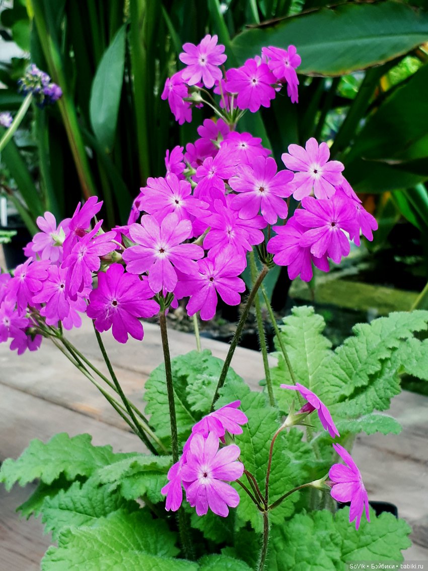 Кто куда, а я опять в Аптекарский огород. Ч.1