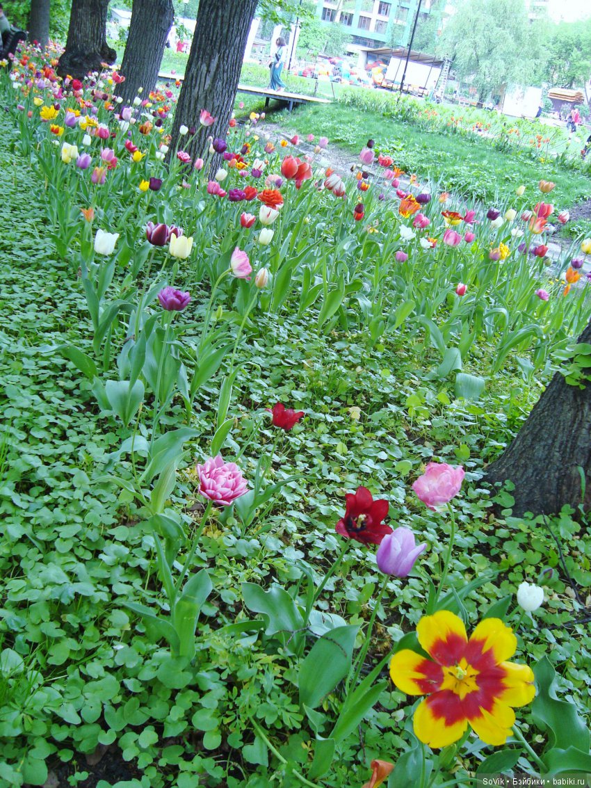 Кто куда, а я опять в Аптекарский огород. Ч.1