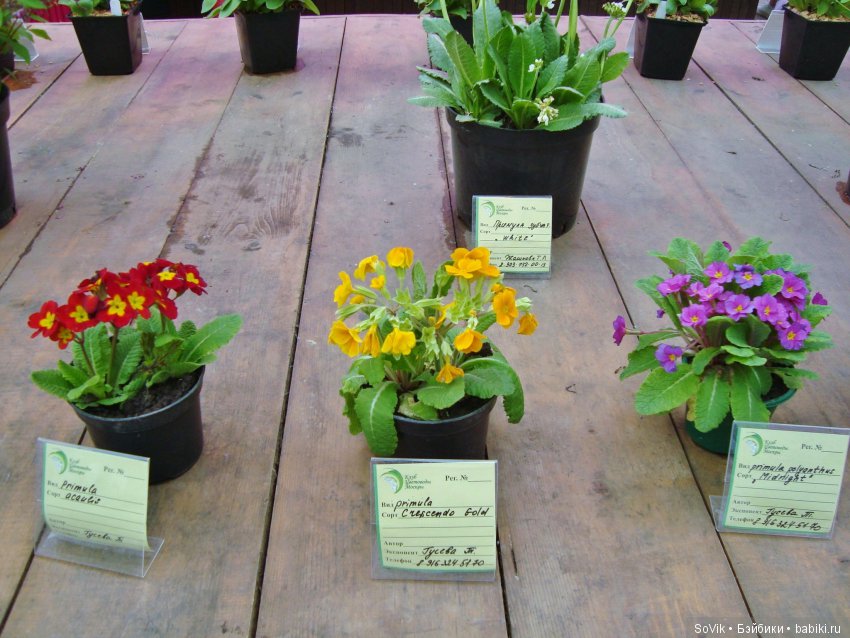 Кто куда, а я опять в Аптекарский огород. Ч.1