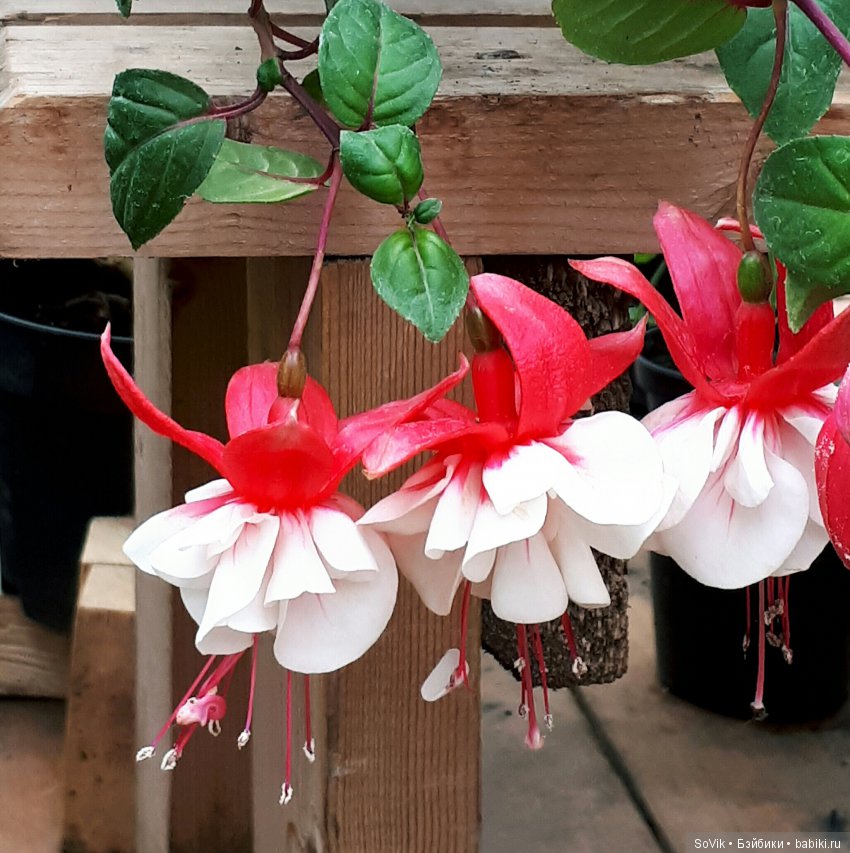 Кто куда, а я опять в Аптекарский огород. Ч.1