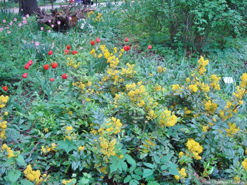 Кто куда, а я опять в Аптекарский огород. Ч.1