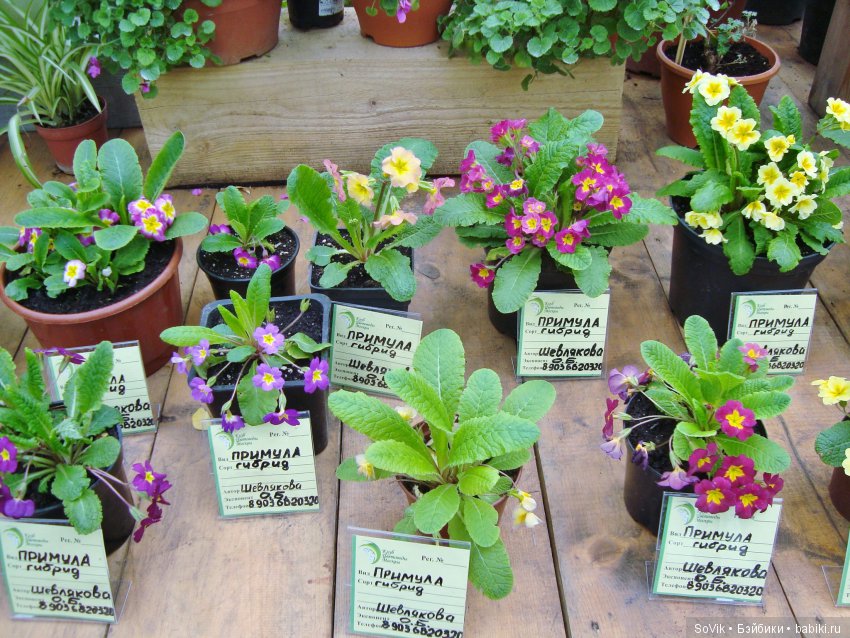 Кто куда, а я опять в Аптекарский огород. Ч.1