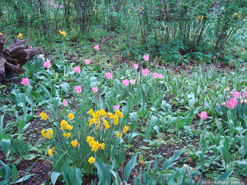 Кто куда, а я опять в Аптекарский огород. Ч.1