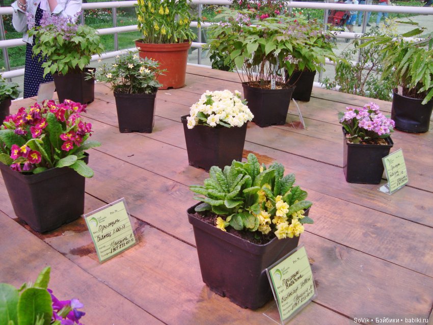 Кто куда, а я опять в Аптекарский огород. Ч.1