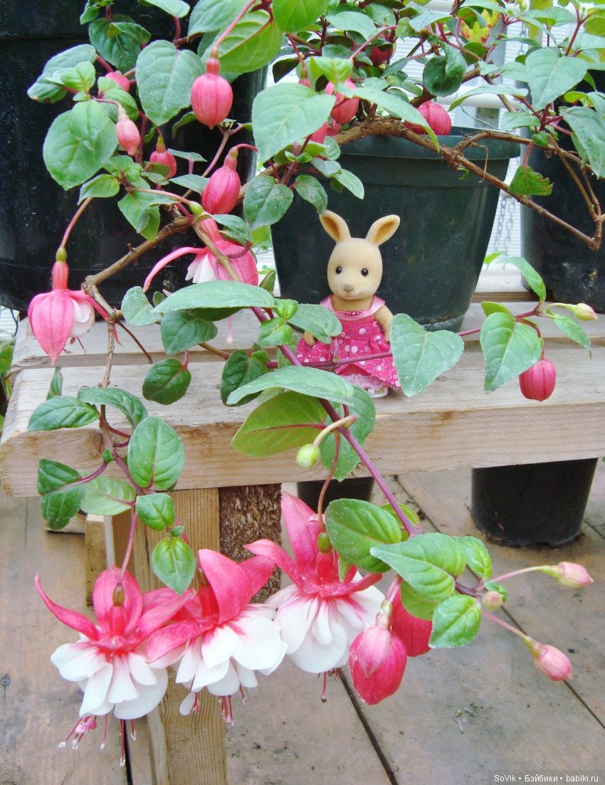 Кто куда, а я опять в Аптекарский огород. Ч.1