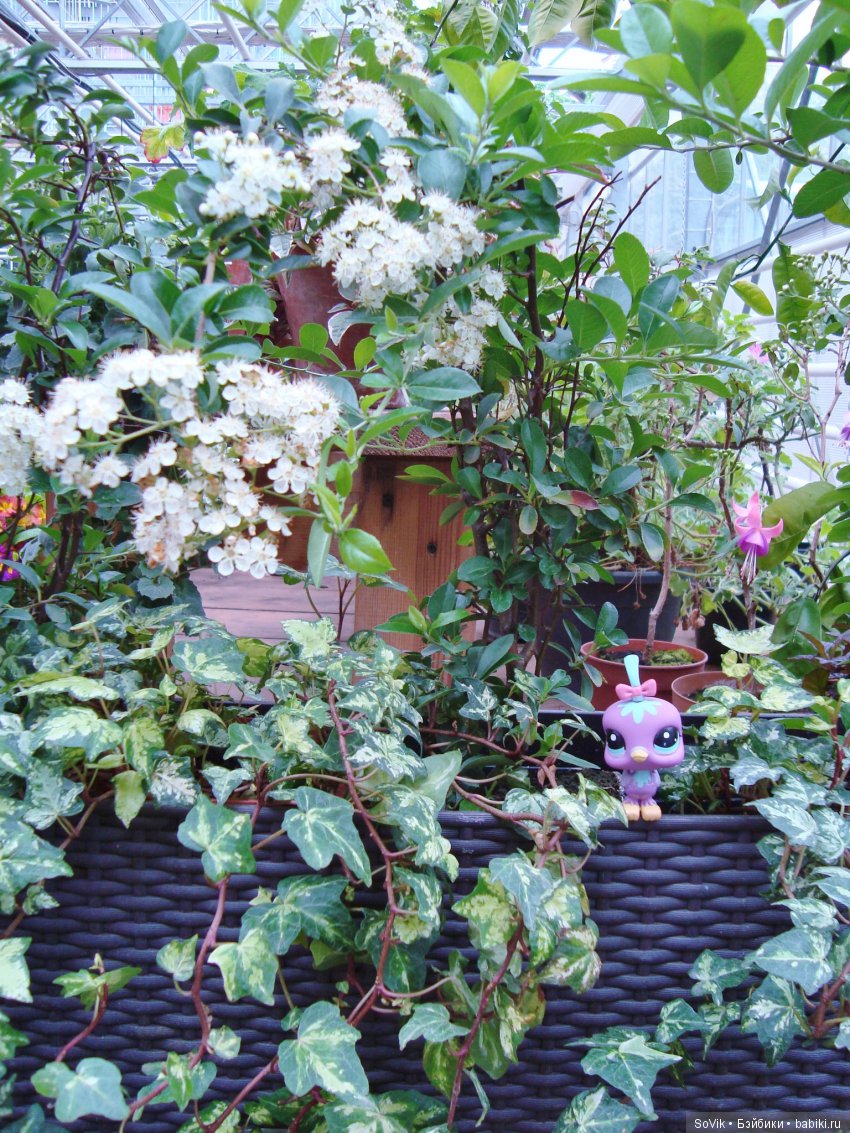 Кто куда, а я опять в Аптекарский огород. Ч.1