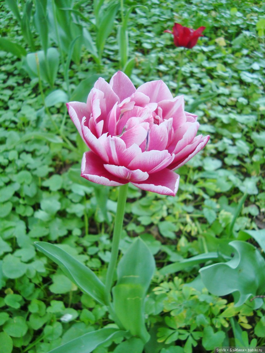 Кто куда, а я опять в Аптекарский огород. Ч.1