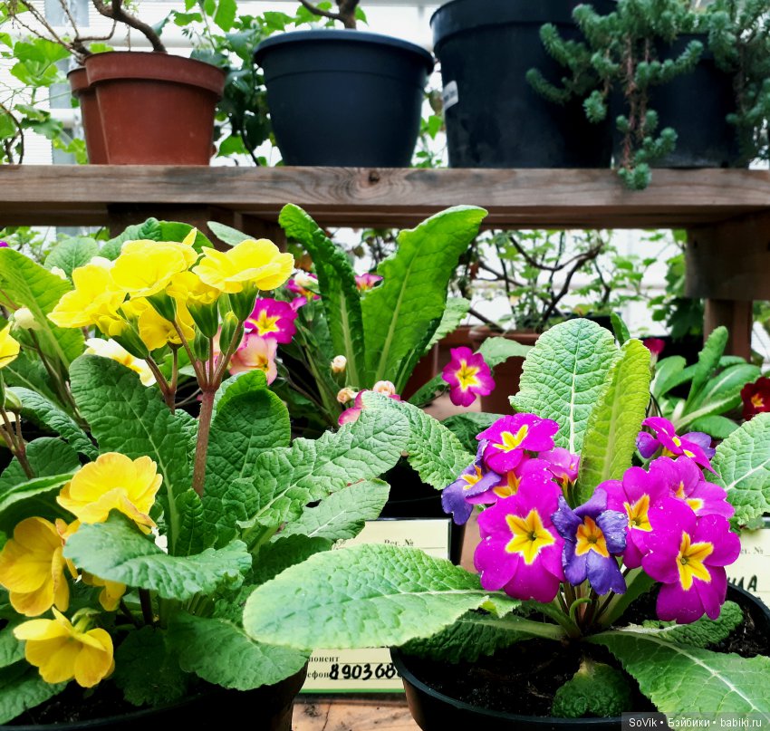 Кто куда, а я опять в Аптекарский огород. Ч.1