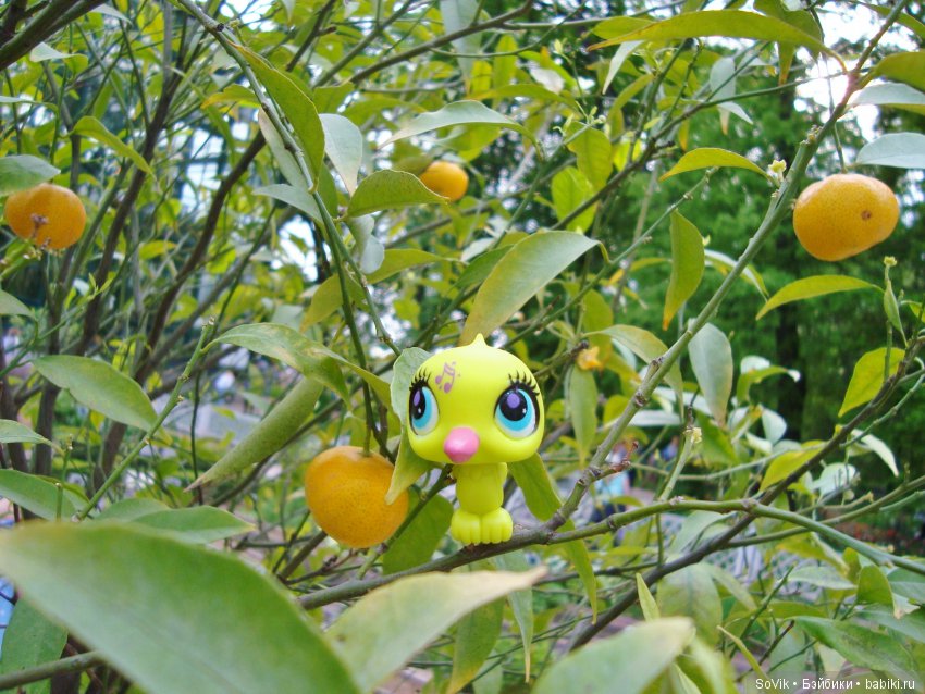 Кто куда, а я опять в Аптекарский огород. Ч.1 (фото 8)