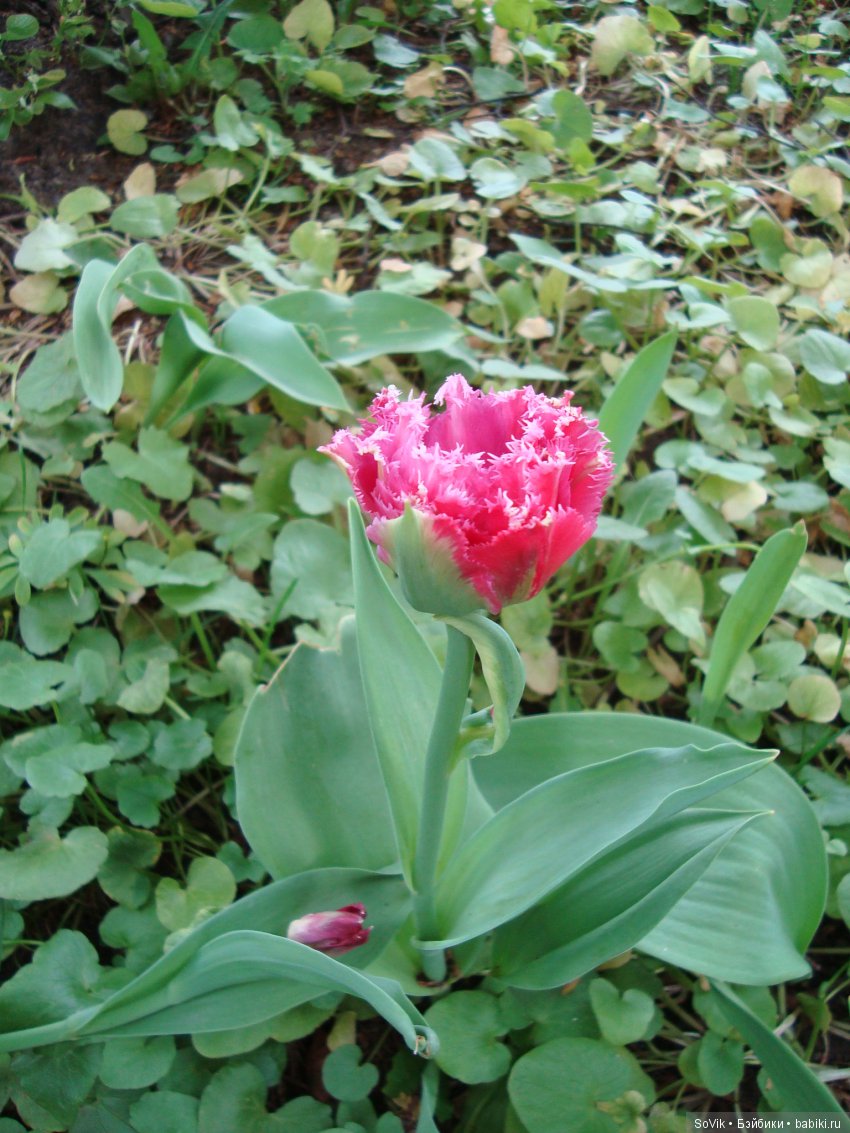 Кто куда, а я опять в Аптекарский огород. Ч.1